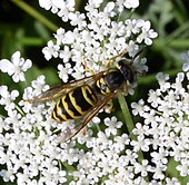 Vespula maculifrons. Queen Anne's lace.jpg