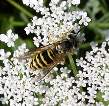 Vespula maculifrons. Queen Anne's lace.jpg
