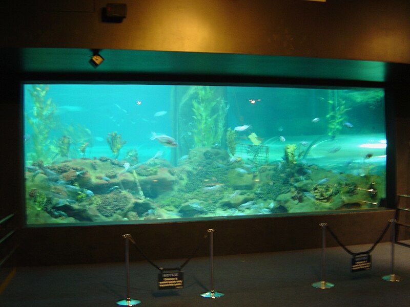 File:Viewing window napier aquarium.jpg