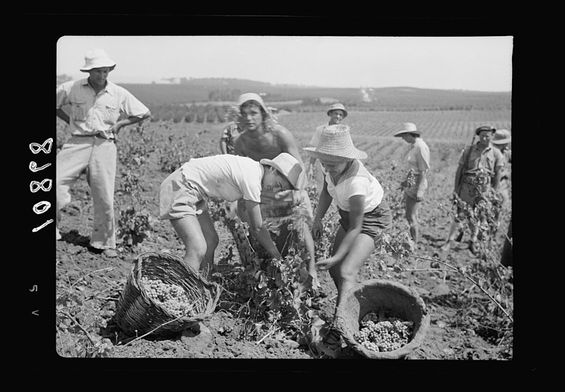 File:Vintage activities at Richon-le-Zion, Aug. 1939. Group of grape pickers LOC matpc.19761.jpg