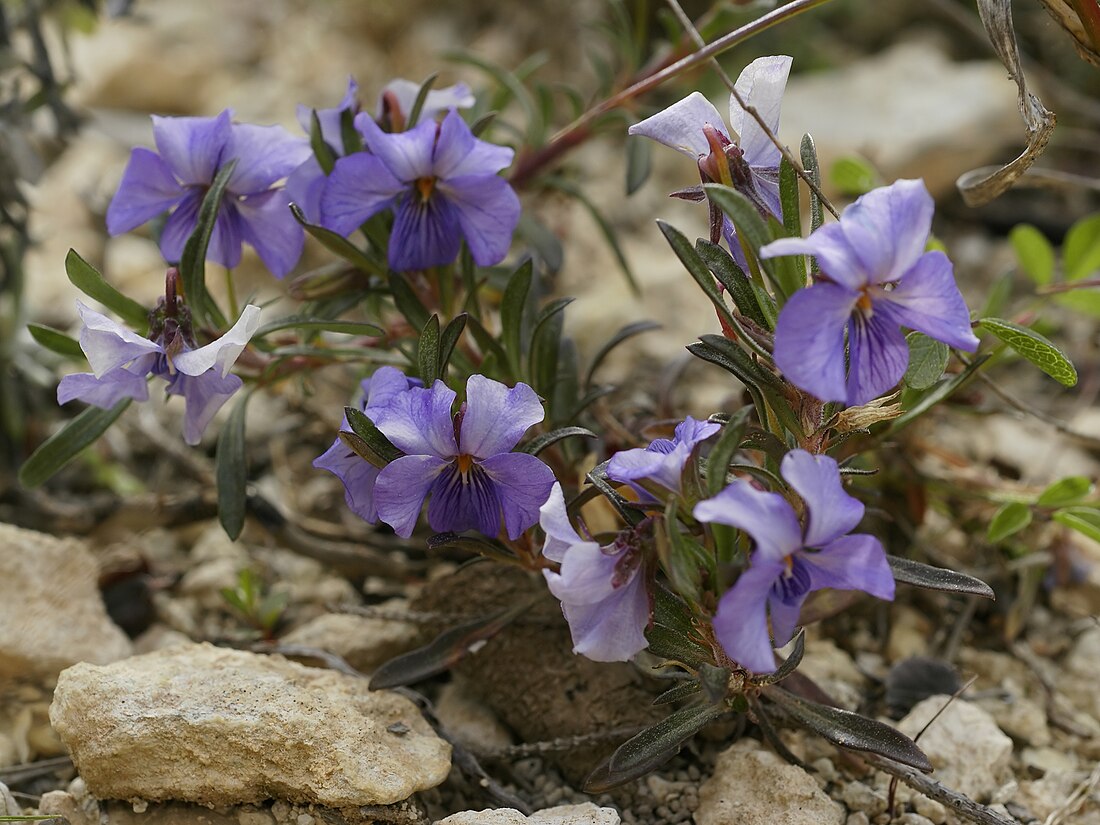 Viola arborescens