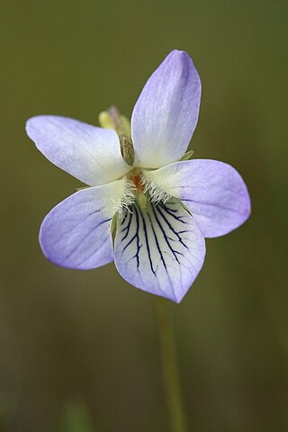 <i>Viola lactea</i> Species of flowering plants in the family Violaceae