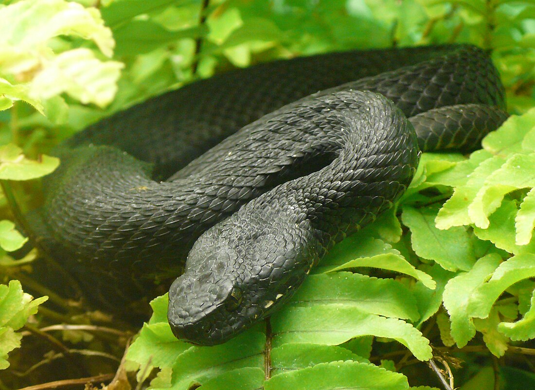 Vipera kaznakovi