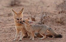 Cape foxes at the Kgalagadi Transfrontier Park Vulpes chama01.jpg