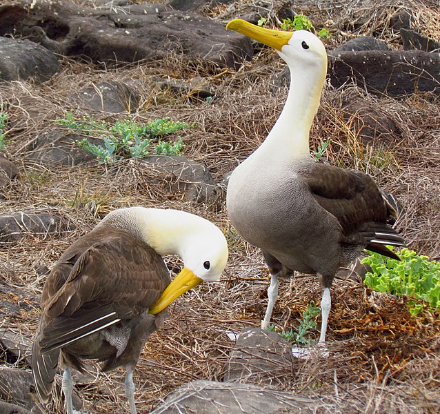 File:Waved Albatross pair.jpg