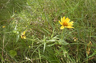 <i>Wedelia spilanthoides</i> Species of flowering plant