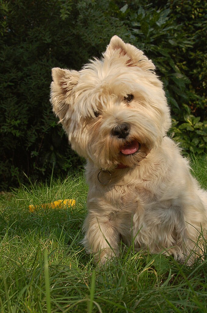 File West Highland White Terrier Jpg Wikimedia Commons