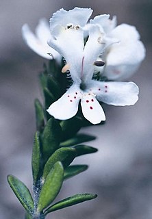 <i>Westringia kydrensis</i> Species of flowering plant