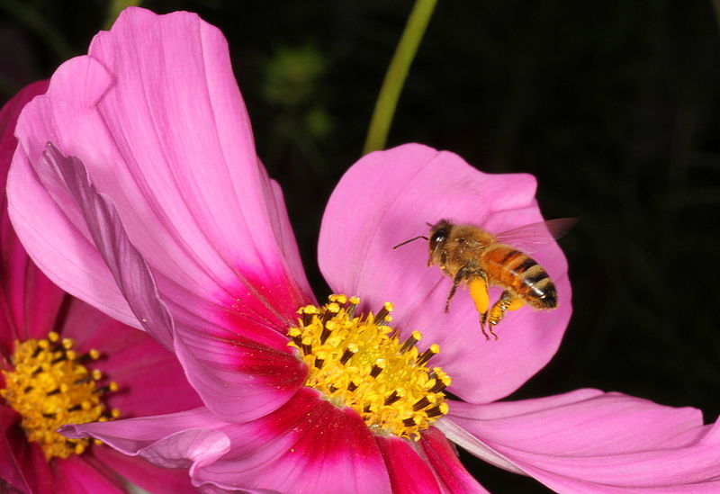 File:What am I, bee coming? Honey bee on Cosmos bipinnatus flower. (17082674066).jpg