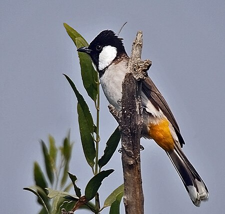 White-eared Bulbul (Pycnonotus leucotis) on a Khabbar tree (Salvadora oleoides) at Hodal Iws IMG 1181.jpg