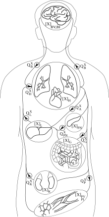 Graphic representation of a physiologically based whole body model. Here, it is dissected into seven tissue/organ compartments: brain, lungs and heart, pancreas, liver, gut, kidney and adipose/muscle tissue. Blood flows, Q, and concentration, [X], of a substance of interest are depicted. WholeBody wiki.svg