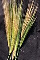 Wild barley spikes.jpg