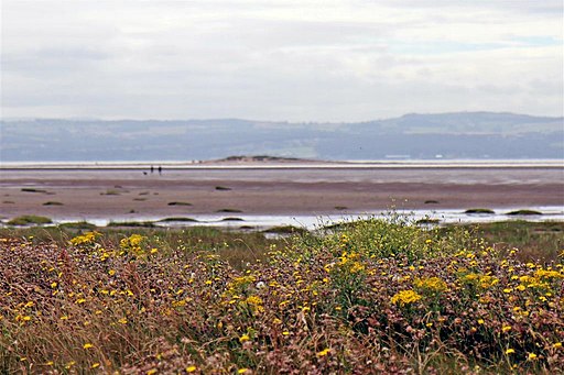 Wild flowers, West Kirby (geograph 3146650)