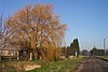 Willow tree in winter - geograph.org.uk - 297017.jpg