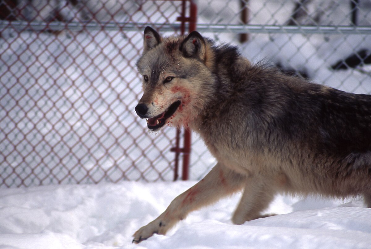 Eastern coyote - Wikipedia