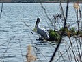 Krøltoppet pelikan ved søen Orestiada