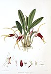 Woolward - The Genus Masdevallia - Masdevallia mooreana.jpg