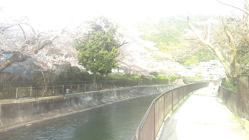 File:Yamasina Lake Biwa Canal and Cherry Blossom Viewing (7).jpg