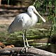 Yellow-billed Spoonbill at Perth Zoo.jpg