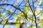 Thumbnail for File:Yellow-throated vireo (40716956213).jpg