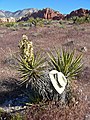 In Red Rock Canyon, Nevada