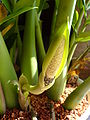 Zamioculcas zamiifolia bluete1.jpg