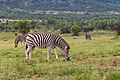* Nomination Zebra at Pilanesberg National Park --Mike Peel 10:10, 1 November 2022 (UTC) * Promotion  Support Good quality. --Poco a poco 20:23, 1 November 2022 (UTC)