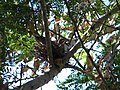Zenaida Asiatica's Nest (3624269844).jpg