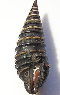 <i>Zonulispira chrysochildosa</i>