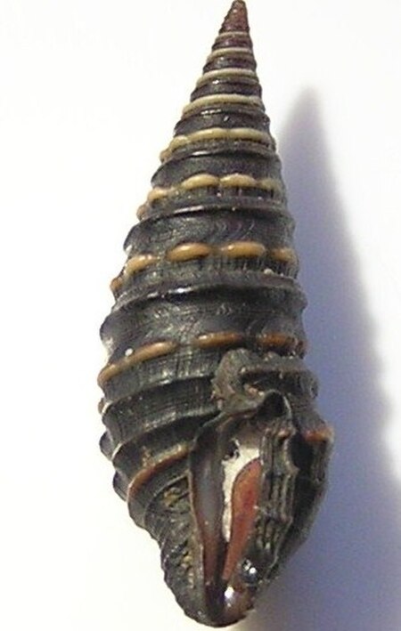 Zonulispira chrysochildosa