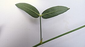 Zornia Latifolia