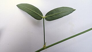 <i>Zornia latifolia</i> Species of legume