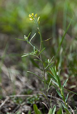 Плоскоплодник льнолистный (Meniocus linifolius)