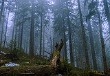 Ліс під Петросом, Карпати, Україна.jpg