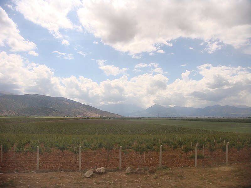 File:Молодые виноградники - panoramio.jpg