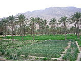 Palme u polupustinjskom Hormuzganu