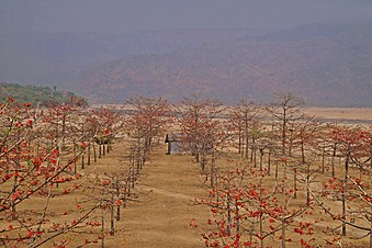 Simul Flower Garden