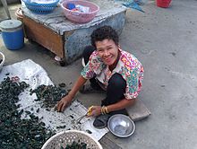 A worker in Chonburi, Thailand, cutting the beards and removing barnacles from Asian green mussels h`yaemngphuu hoi maeng phu 4.jpg