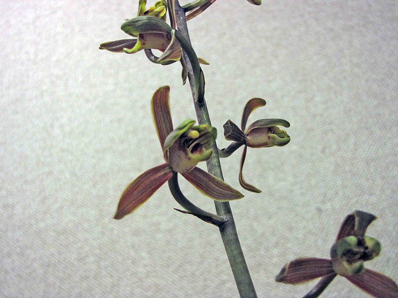 File:報歲企墨梅 Cymbidium sinense -香港沙田國蘭展 Shatin Orchid Show, Hong Kong- (12204561195).jpg