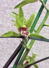 綠蕙 Cymbidium faberi -香港沙田洋蘭展 Shatin Orchid Show, Hong Kong- (16945121795) (cropped).jpg