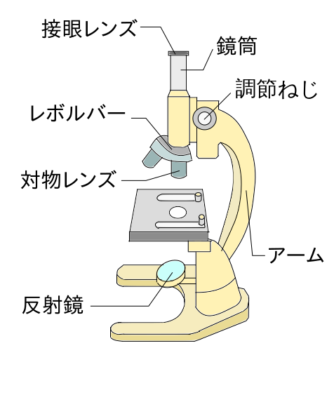 ファイル 鏡筒上下式顕微鏡イラスト Svg Wikibooks