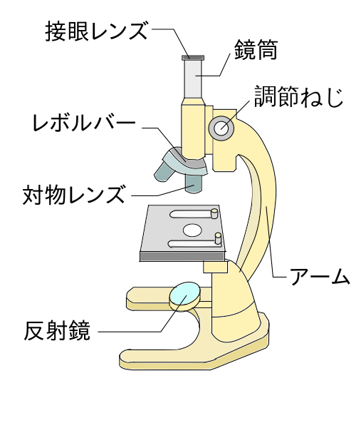 ファイル 鏡筒上下式顕微鏡イラスト Svg Wikibooks