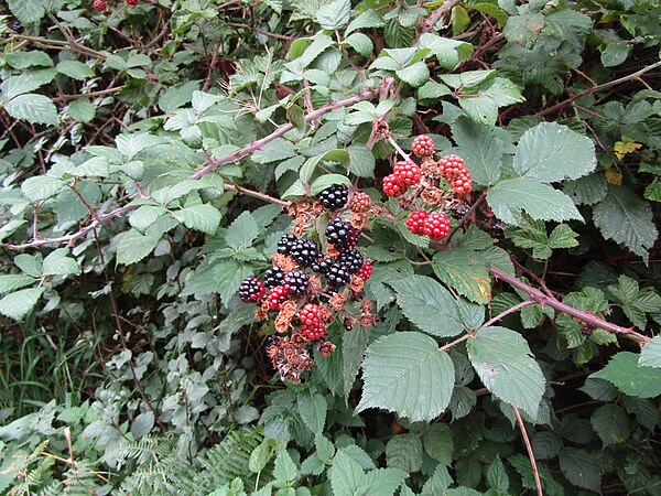 Rubus