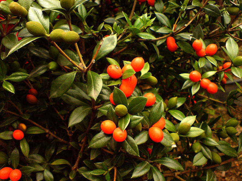 File:00515 - Alyxia ruscifolia.JPG