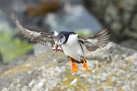 Fratercula arctica (Atlantic puffin) in flight, returning with fishes