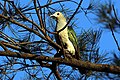 15I1828 Green Imperial Pigeon (38017074351).jpg
