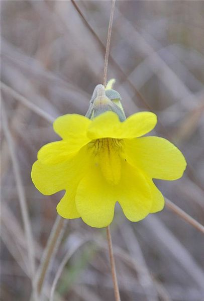 File:1st wildflowers are blooming ... (6806154734).jpg