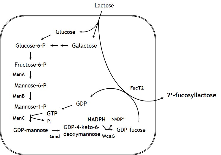 ファイル:2′-fucosyllactose Reaction Diagram.tiff