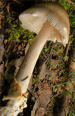 2009-08-20 Amanita battarrae (Boud.) Bon 54495 crop.jpg