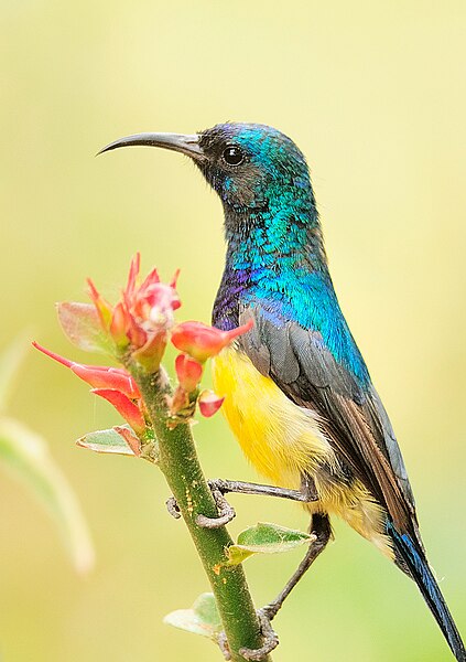 File:2009-variable-sunbird.jpg